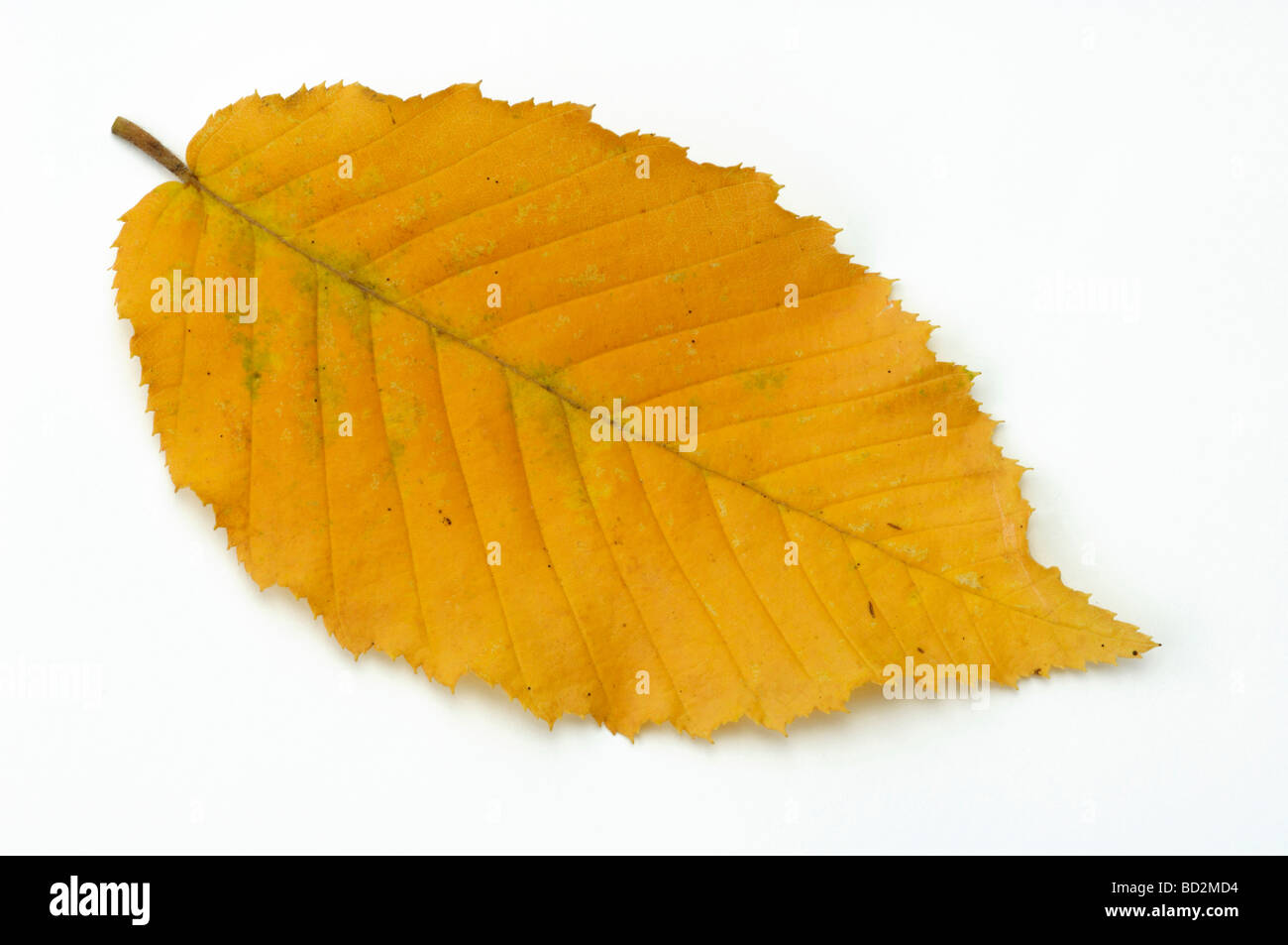 Common carpe (Carpinus Betulus), hoja en colores de otoño, studio picture Foto de stock