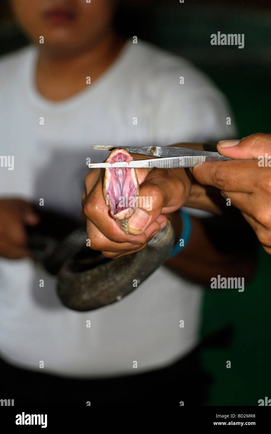 La serpiente krait holding manipulador,mostrando colmillos,Tailandia Foto de stock
