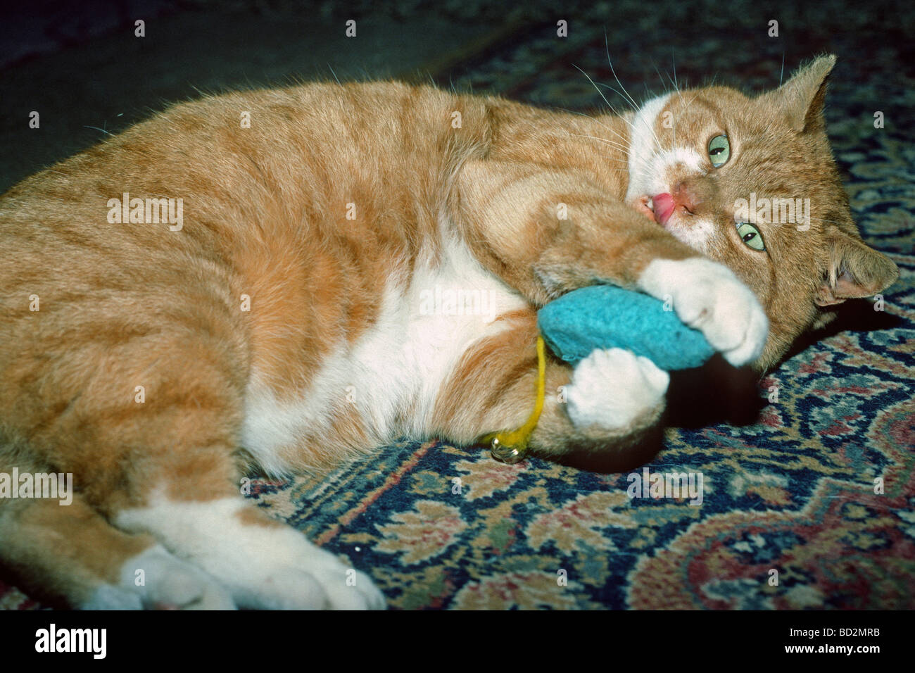 Jengibre Gato jugando con un juguete Foto de stock