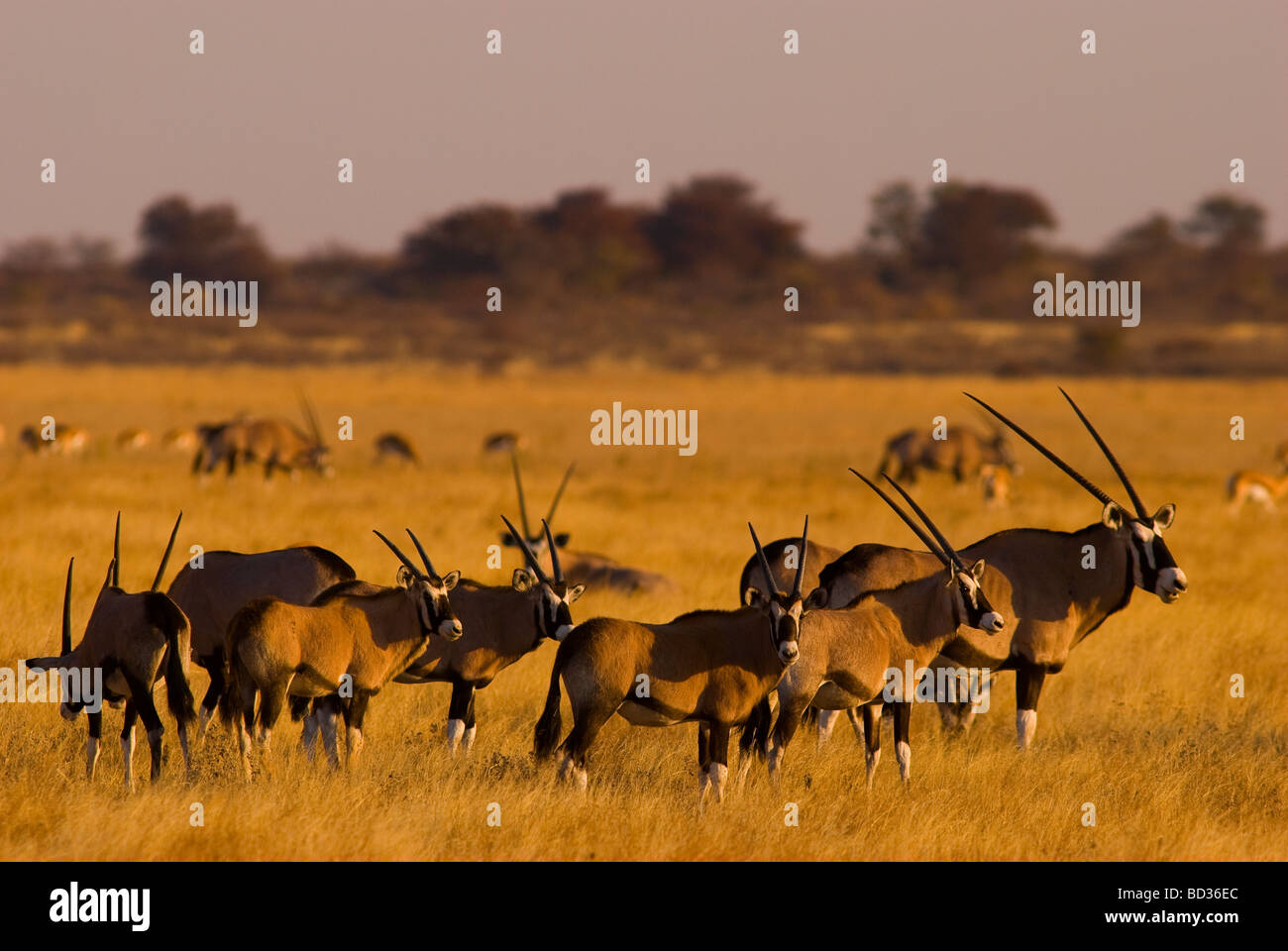 O Gemsbok Orix Antelope en el Parque Nacional del Kalahari Central, Botsuana Foto de stock