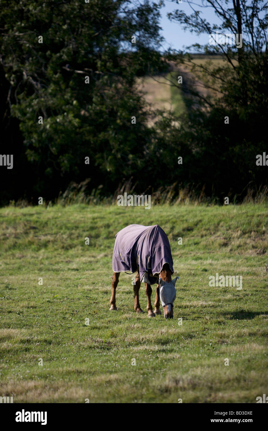Un caballo con abrigo y protector del capó ojo solo pastoreo en un campo Foto de stock