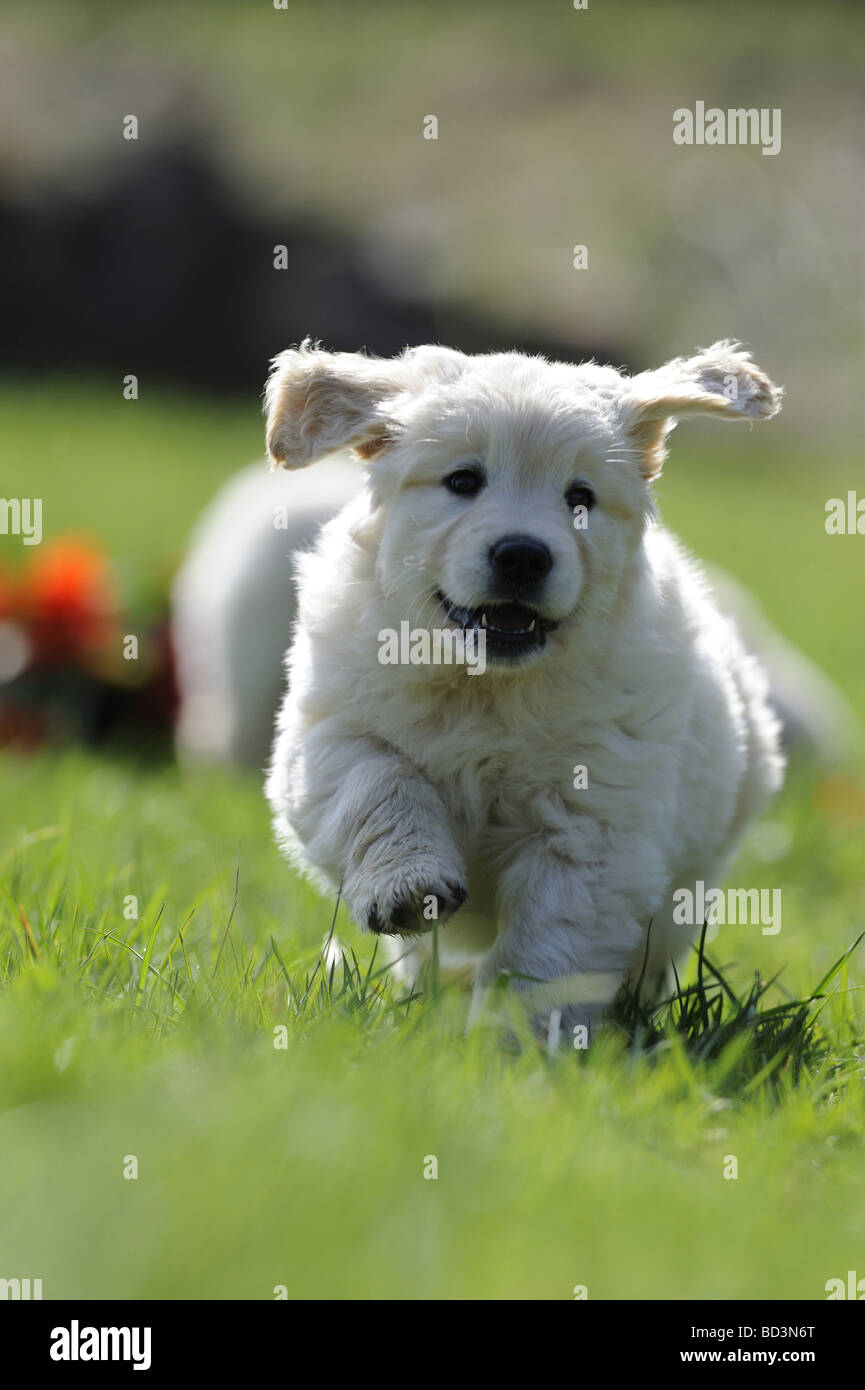 Golden Retriever (Canis lupus familiaris), puppy corriendo hacia la cámara con orejas volando Foto de stock