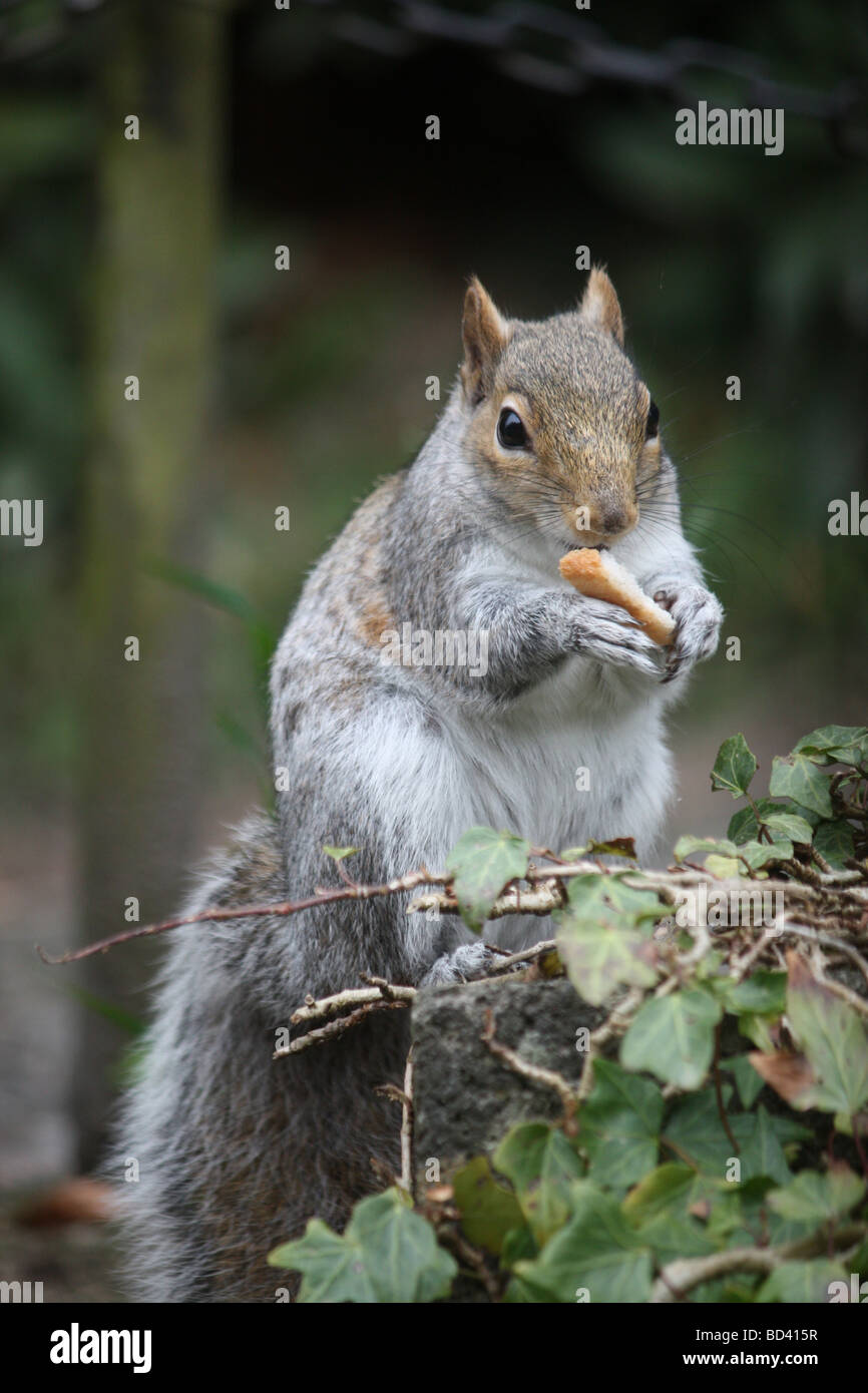 Una ardilla gris comiendo una tuerca para el desayuno Foto de stock