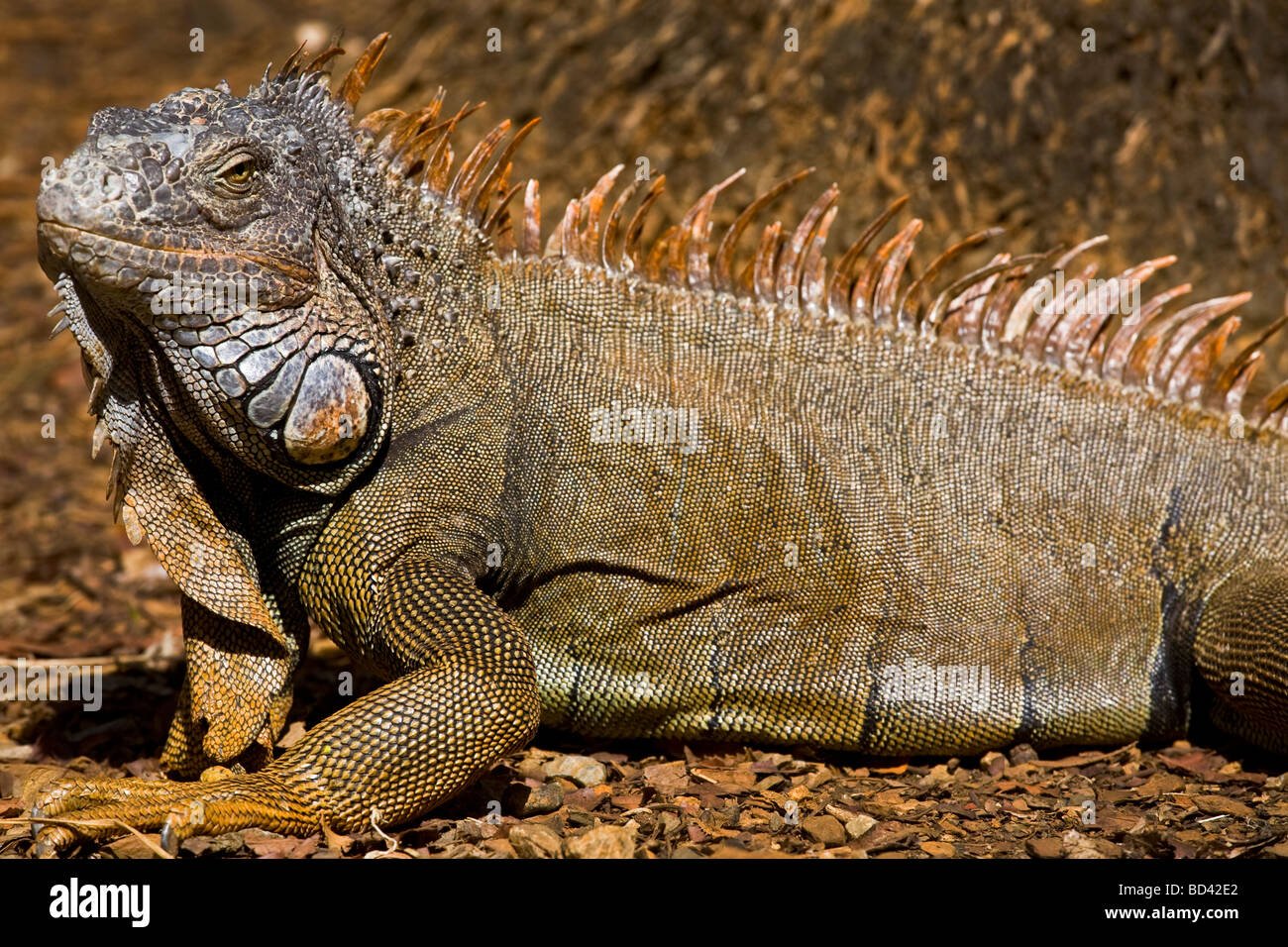 Common iguana (Iguana iguana), la Isla de Roatan, Honduras Foto de stock