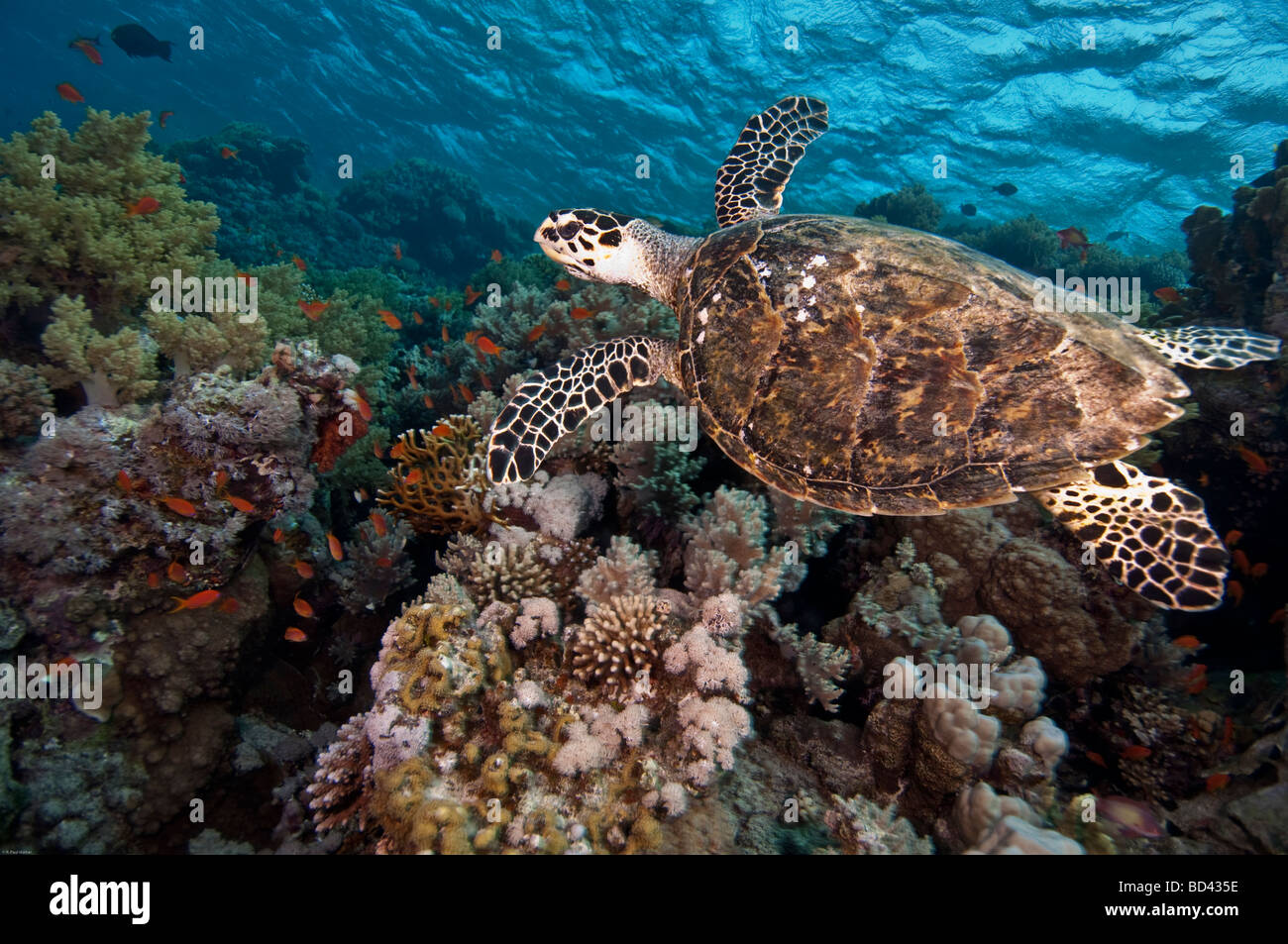 Una tortuga carey se desliza sobre el arrecife de coral. Foto de stock