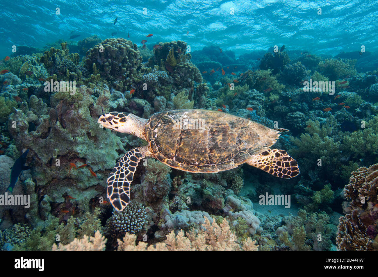 Una tortuga carey se desliza sobre el arrecife de coral. Foto de stock
