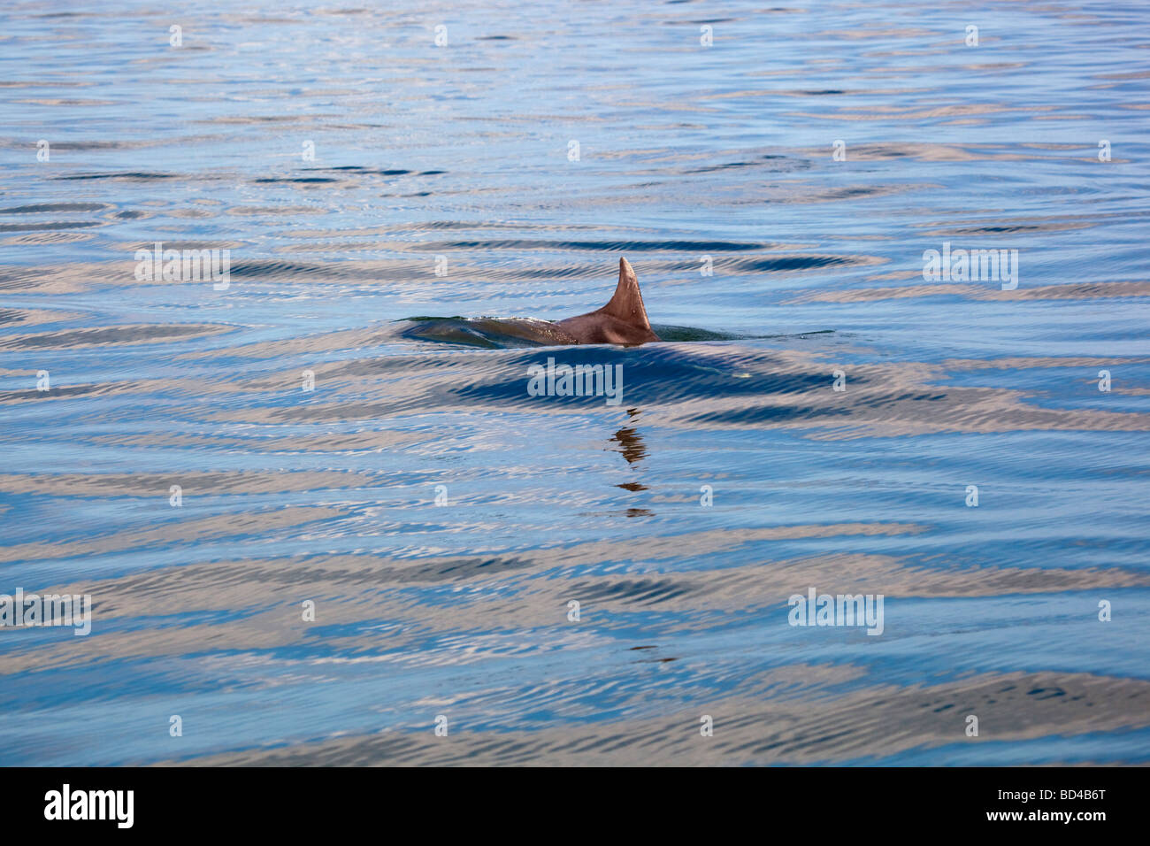 Delfín mular Tursiops truncatus aleta dorsal Foto de stock