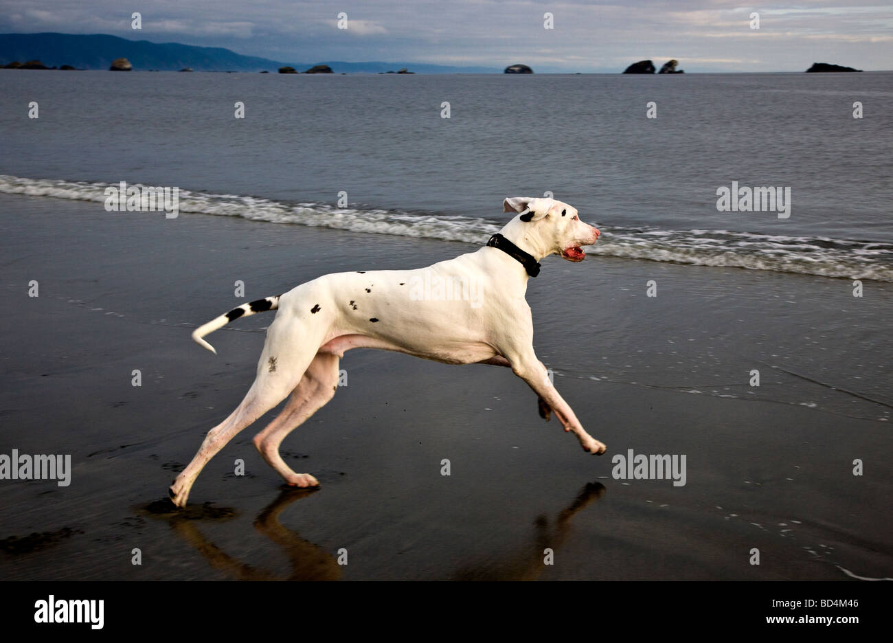 Harlequin Colorido Cão-grande-dane Ou Cachorro-alemão Cachorrinho-de-cheiro  O Maior Cachorro Do Mundo Isolado Em Bege Imagem de Stock - Imagem de  enorme, animal: 223214757