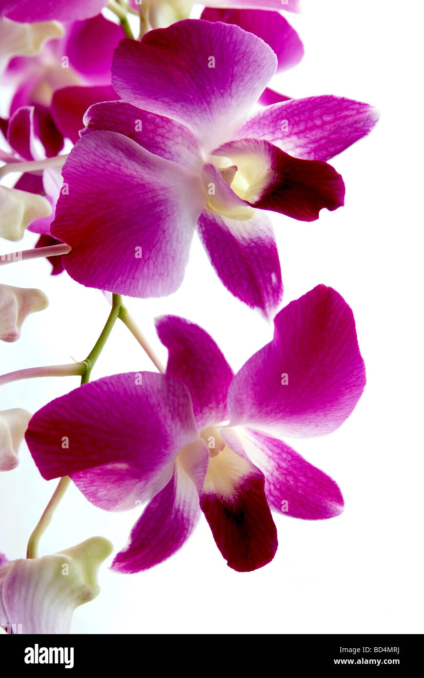 Orquideas violetas fotografías e imágenes de alta resolución - Alamy