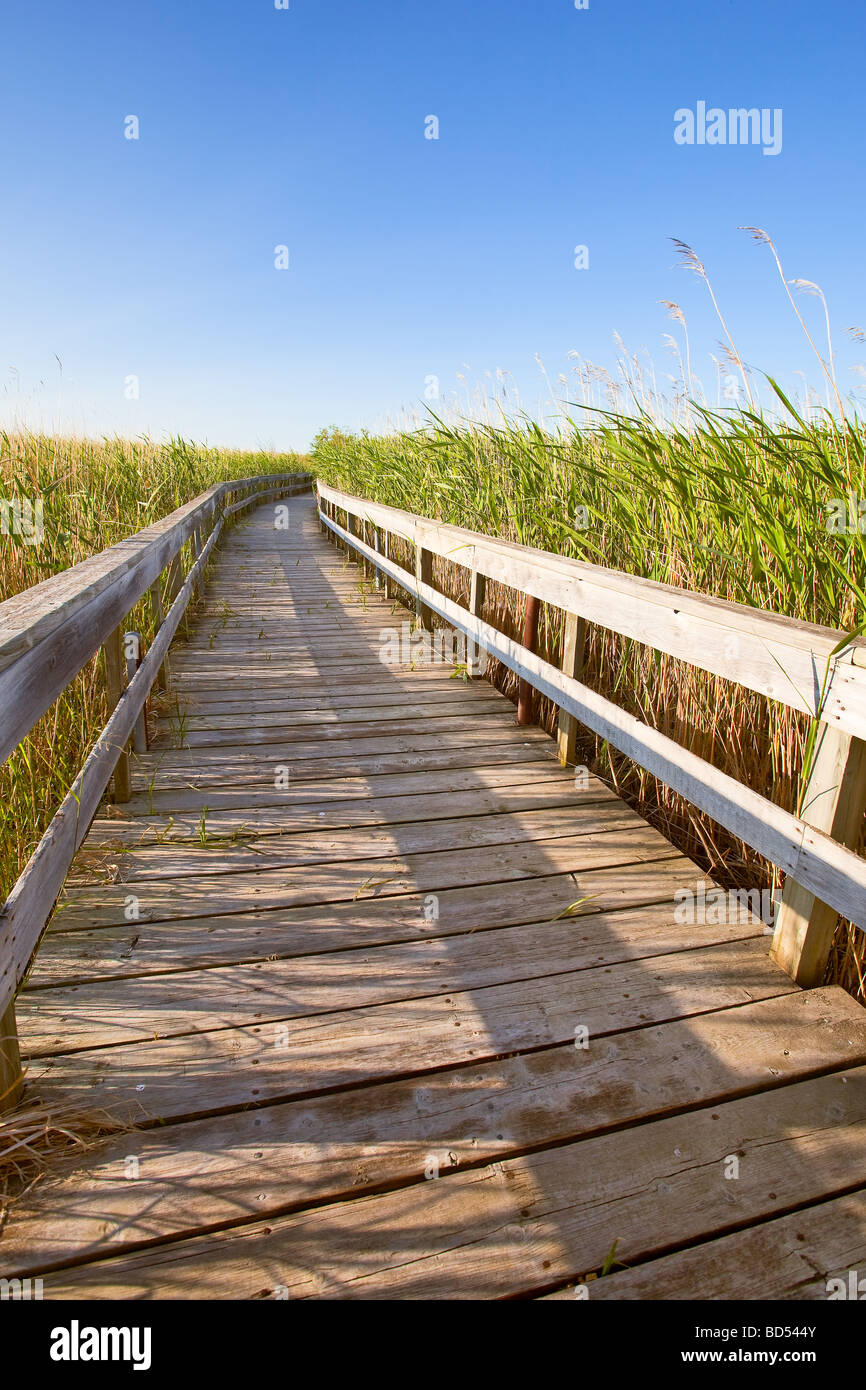 Paseo de madera a través de un humedal Marsh. El Oak Hammock Marsh, Manitoba, Canadá. Foto de stock