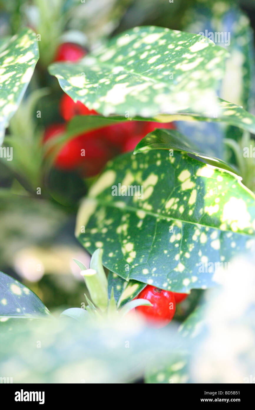 Aucubósido japonica con bayas rojas fotografía artística Jane Ann Butler Fotografía JABP526 Foto de stock