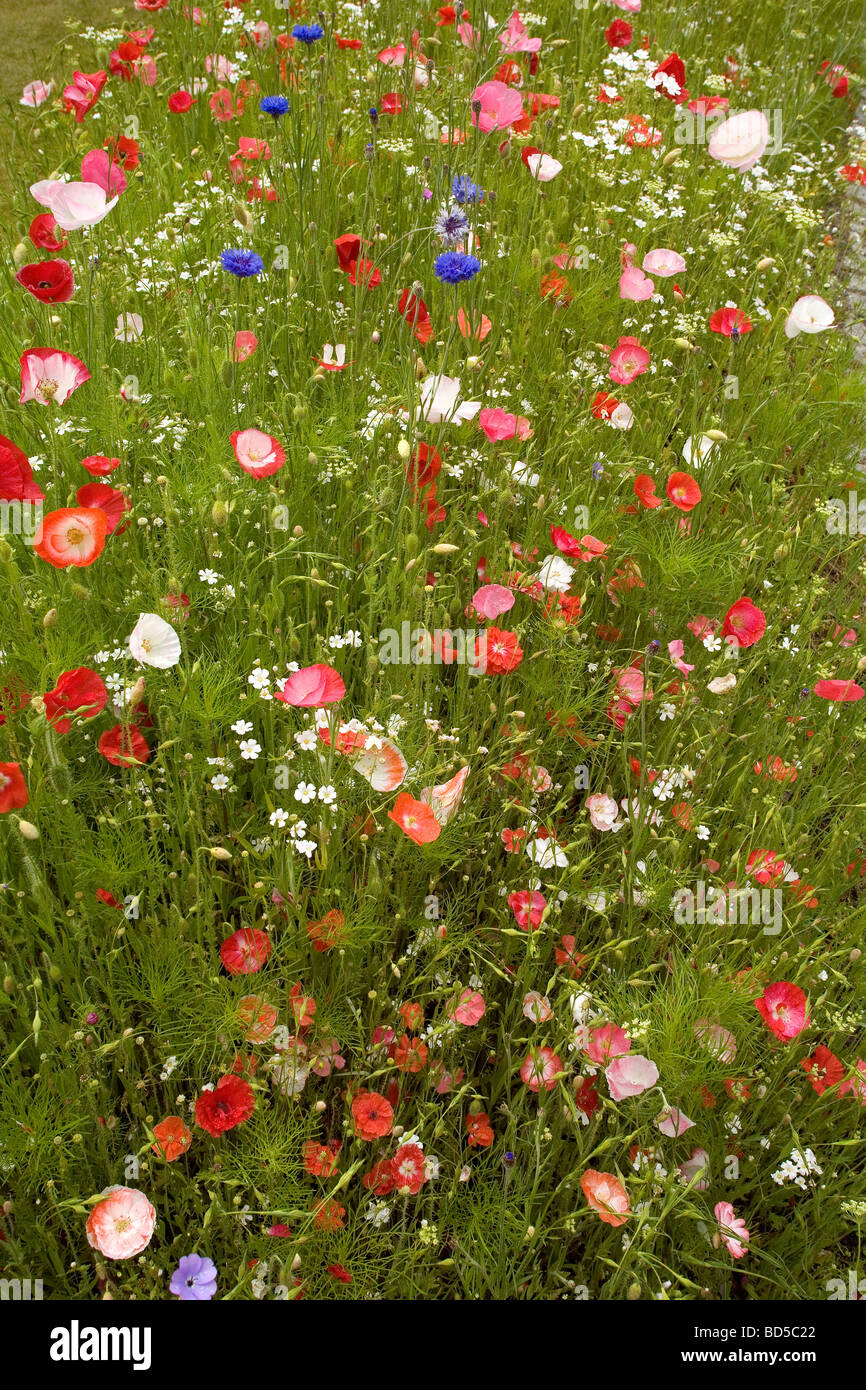 British wildflower meadow con amapola, acianos y céspedes Foto de stock