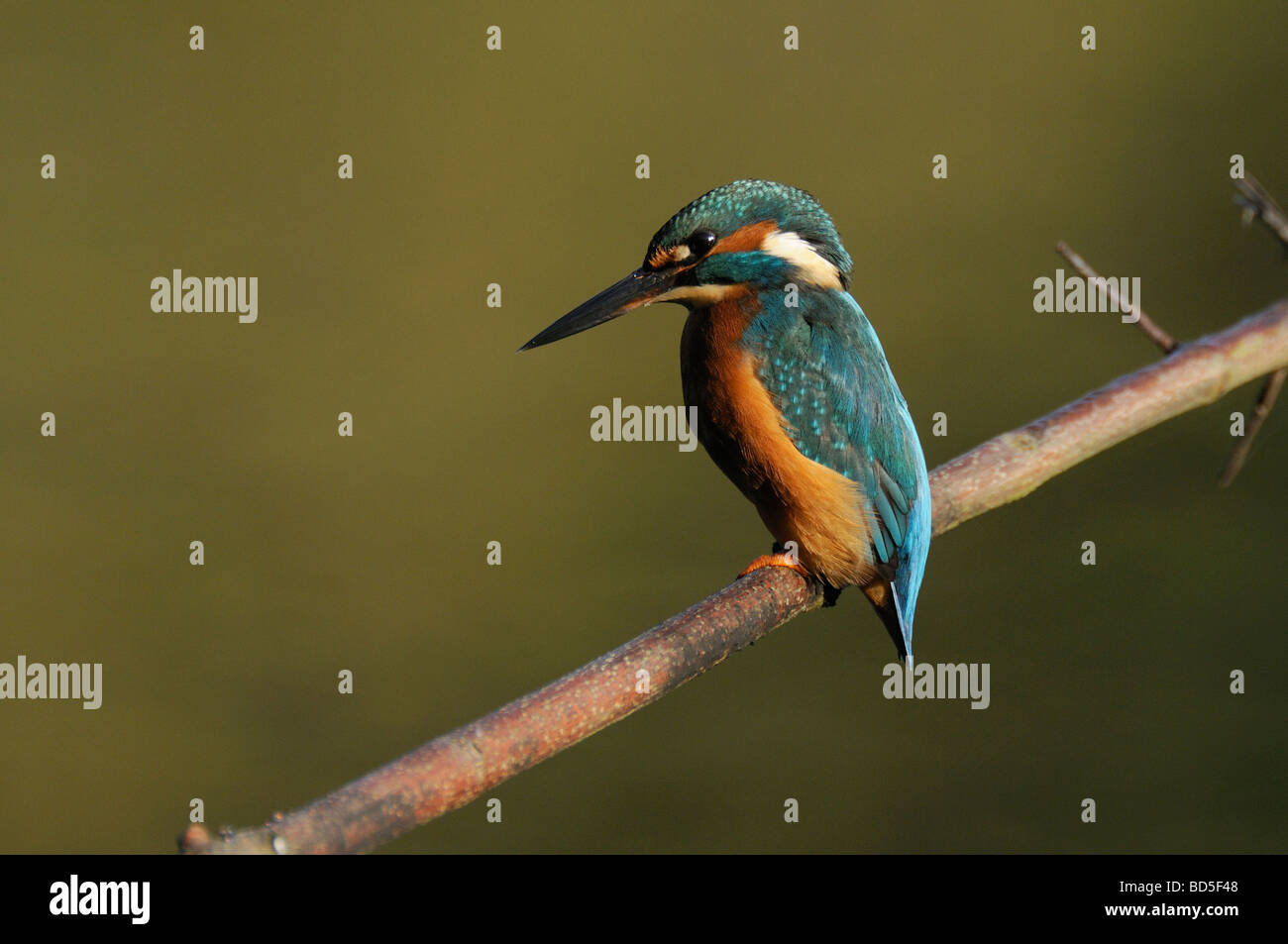 Posado Kingfisher Foto de stock
