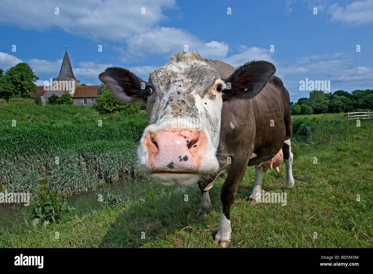 Una vaca inquisitivo esnifan la lente de la cámara. Los South Downs Alfriston East Sussex, Inglaterra Foto de stock