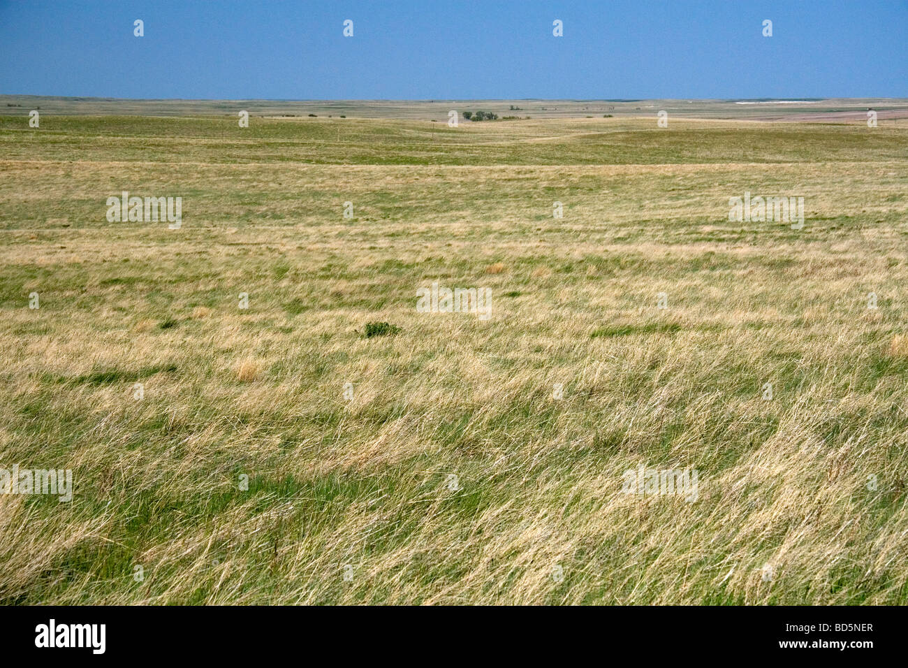 Hierba de la pradera en Dakota del Sur EE.UU. Foto de stock