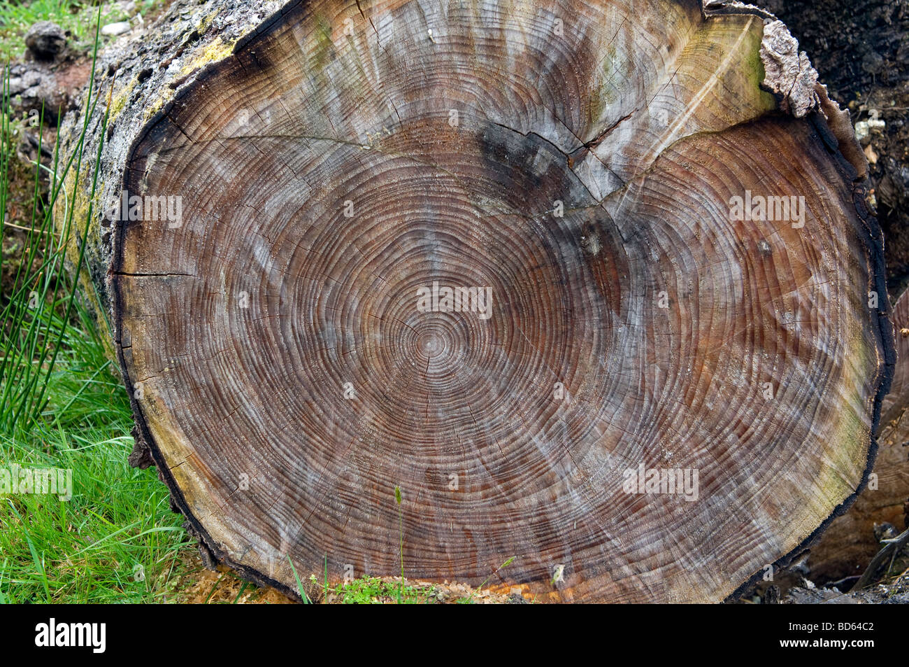 Anillos de los árboles Fotografía de stock - Alamy