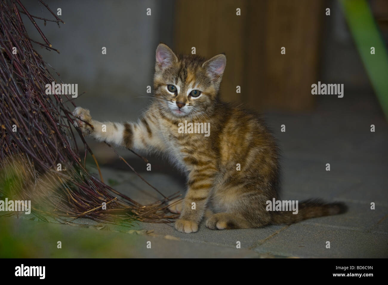 Los jóvenes marrón gato pelado jugar con ojos besom gatito laicos interiores sentar mirar en busca de animales gatito gato cateye vista magic bea Foto de stock