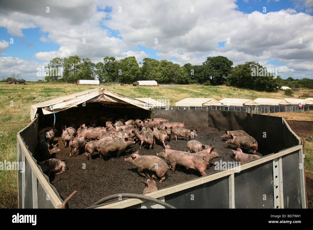 Cerdos de engorde en corrales exteriores Fotografía de stock - Alamy