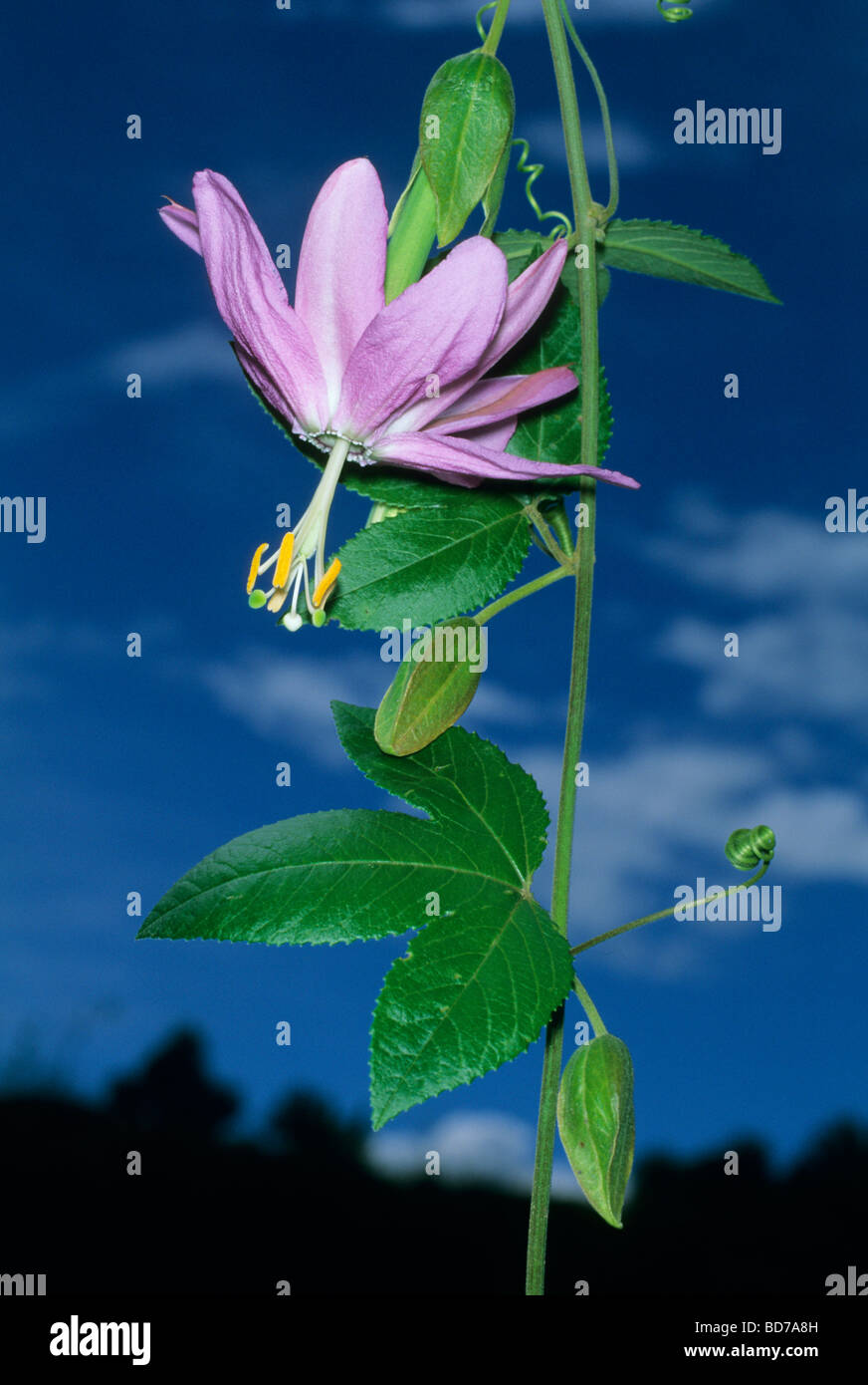 Coca Flower Imagenes De Stock Coca Flower Fotos De Stock Alamy