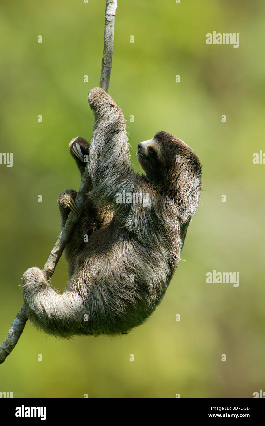 Perezoso de tres dedos, Bradypus variegatus, en las 265 hectáreas del Parque Metropolitano La Selva, Ciudad de Panamá, República de Panamá. Foto de stock