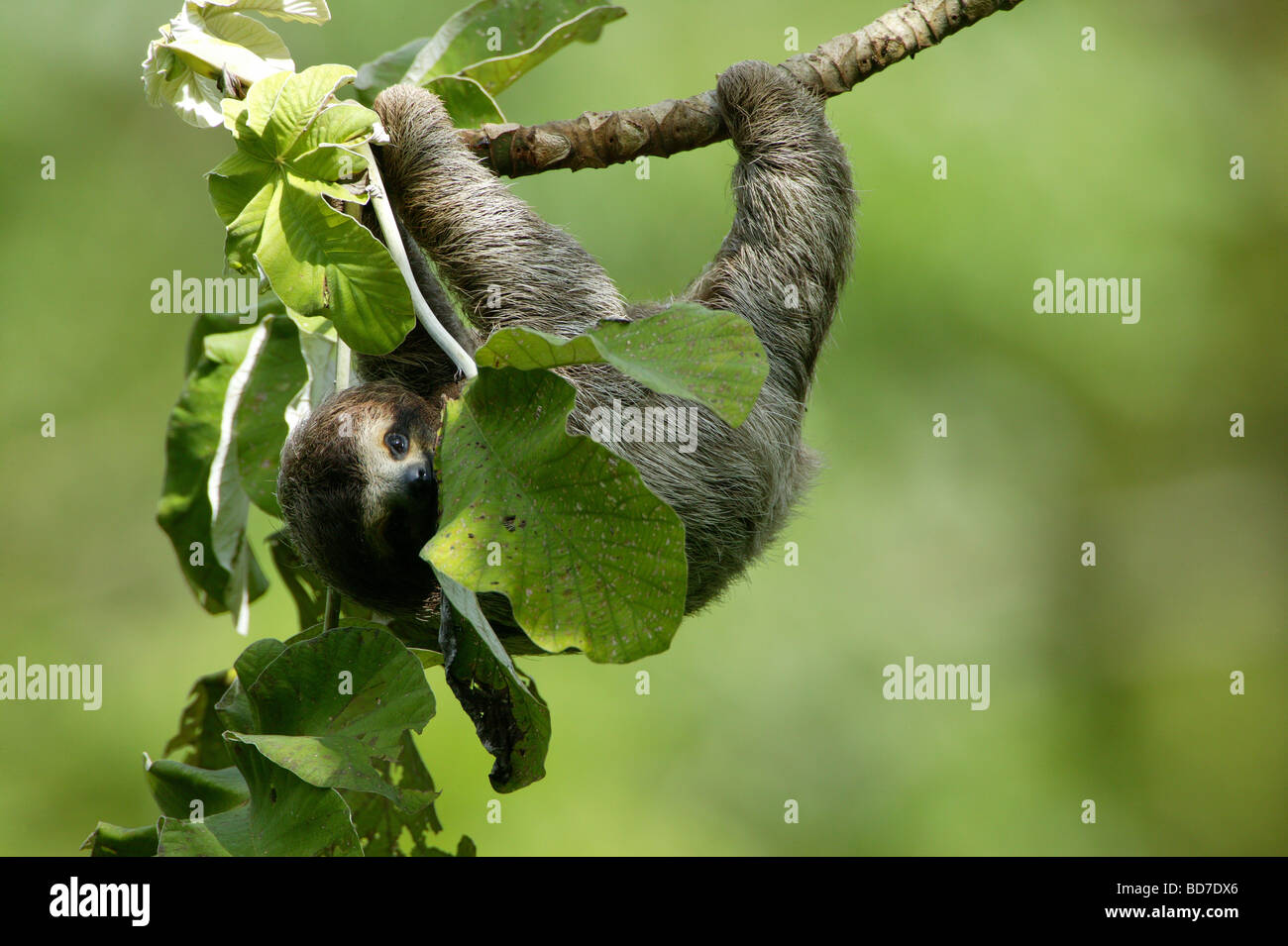 Perezoso de tres dedos, Bradypus variegatus, en las 265 hectáreas del Parque Metropolitano La Selva, Ciudad de Panamá, República de Panamá. Foto de stock