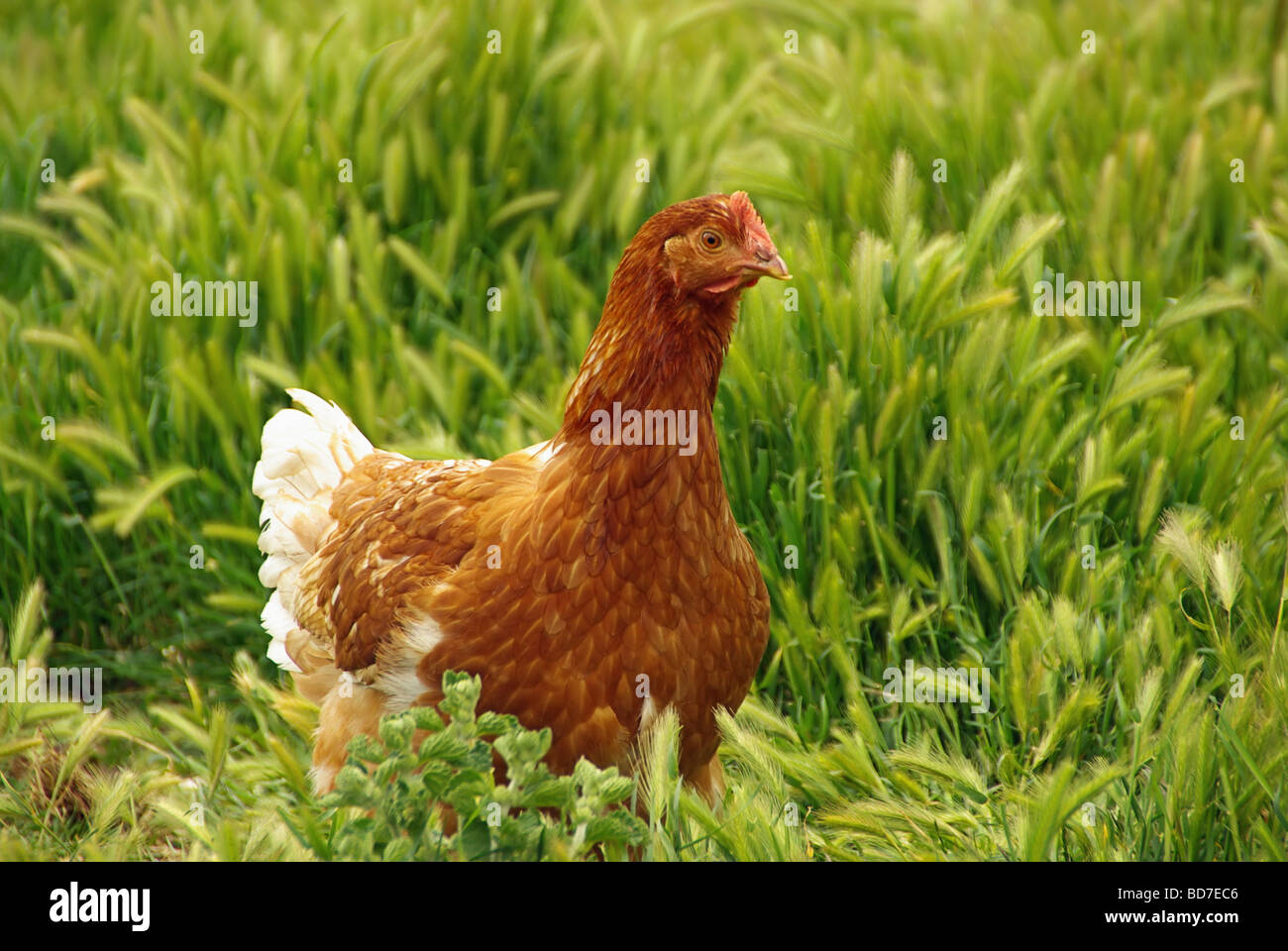 Huhn pollo 05 Foto de stock