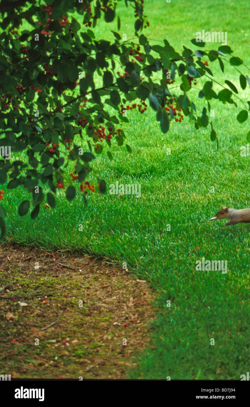 Ardilla ins scampers bajo el árbol la búsqueda de alimentos. Foto de stock