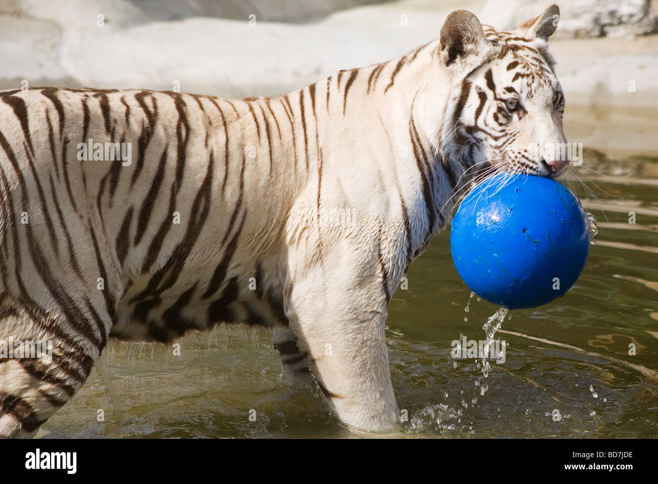 Narnia, el tigre blanco jugando en el agua con su bola azul, Paradise Wildlife Park, Reino Unido Foto de stock