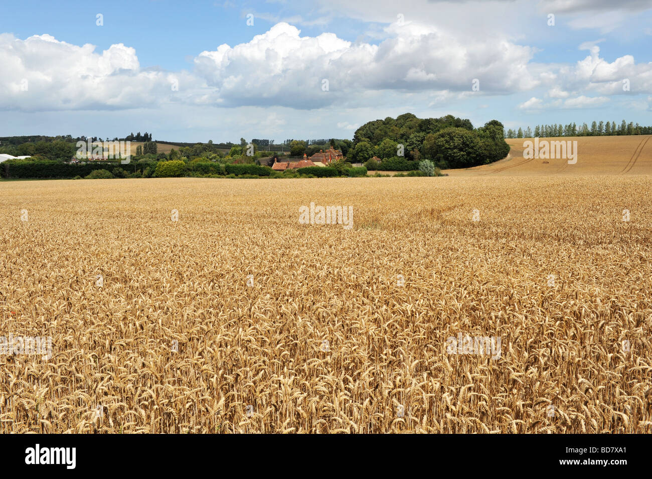 Campos de maíz maduro oro campo cerca de Canterbury Kent UK Foto de stock