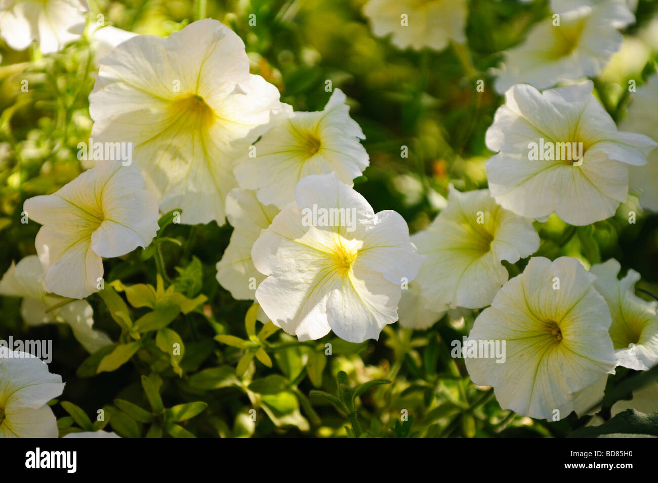 Un lecho de flores de petunia blanca Foto de stock