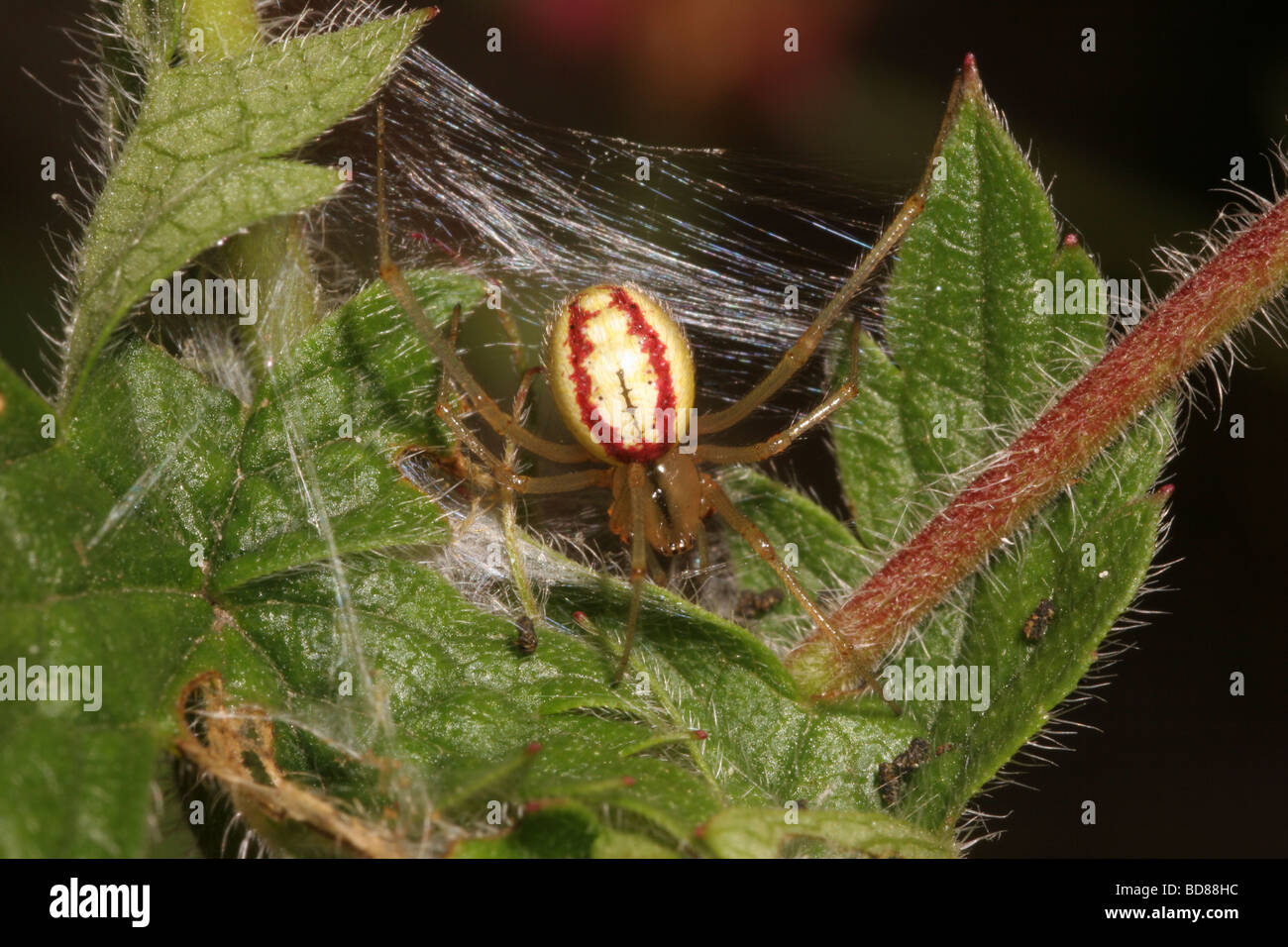 Araña roja y blanca Enoplognatha ovata Theridiidae femenino en un jardín urbano UK Foto de stock