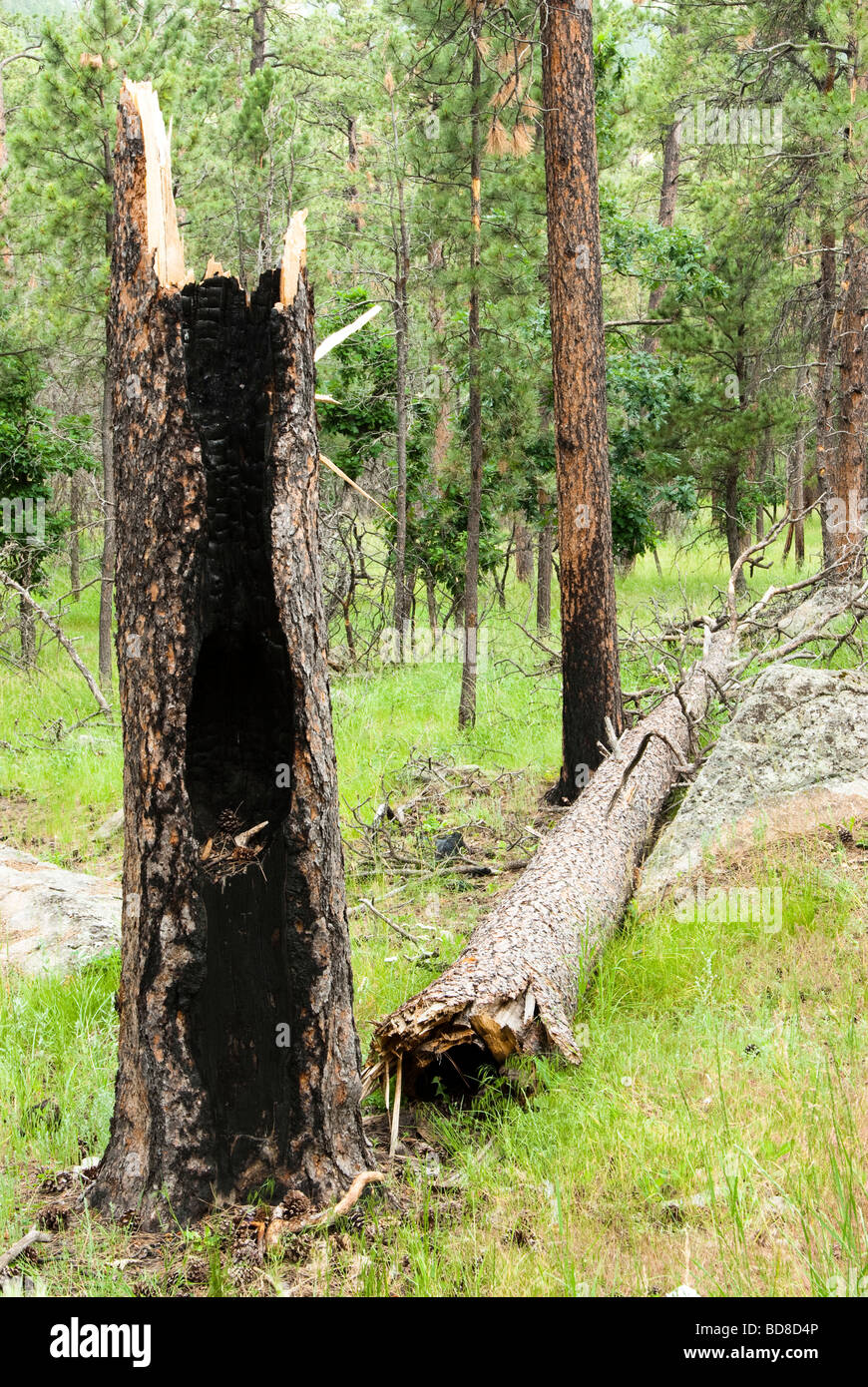 Daño por fuego a un árbol de pino Ponderosa en Black Hills National Forest Foto de stock
