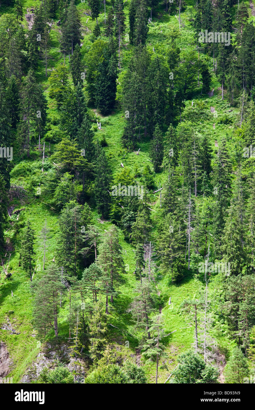 Alemania Baviera árboles de hoja perenne en una escarpada ladera Foto de stock