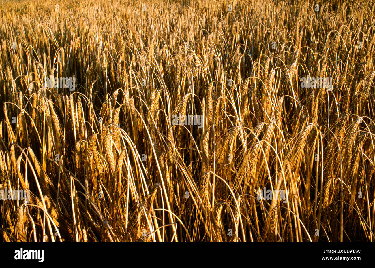 Un campo de trigo campo de trigo Foto de stock