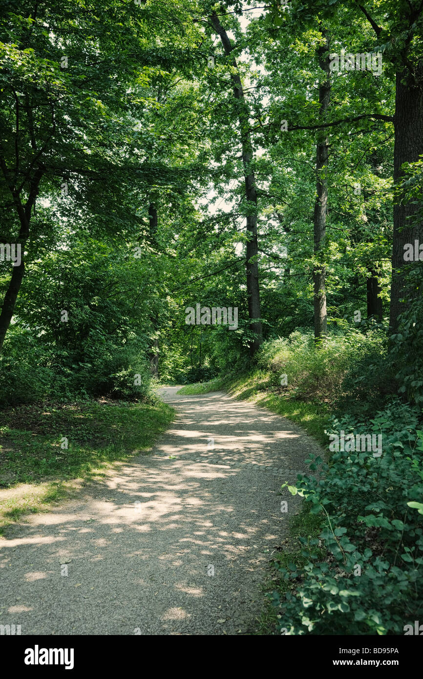 Ruta del bosque y pathway trail Foto de stock