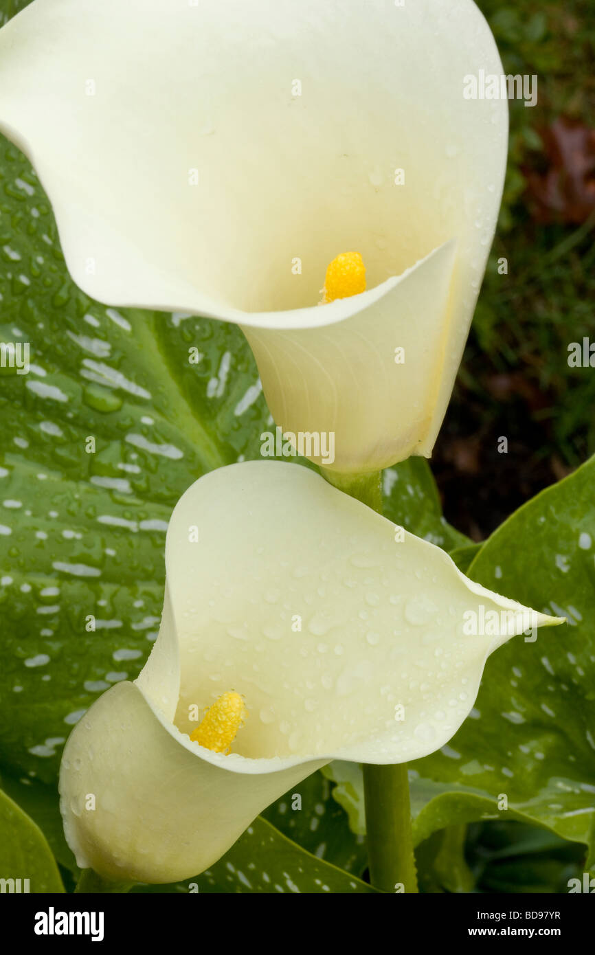 Twin Flores Calla Lily.. Gota de lluvia cubre dos calas blancas contra sus  hojas manchadas. Ottawa, Ontario, Canadá Fotografía de stock - Alamy