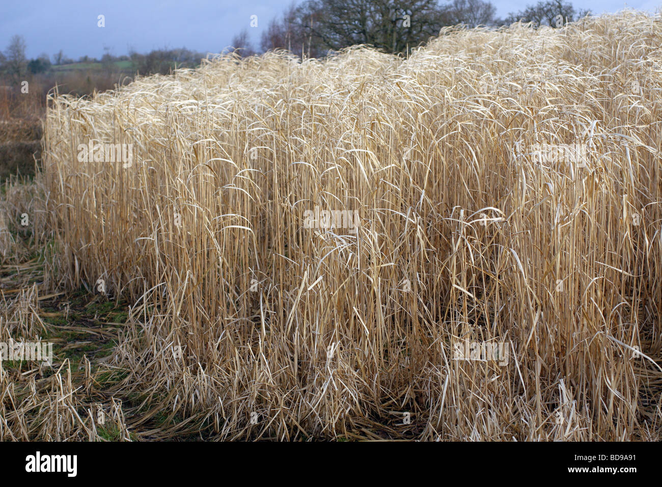 El miscanto cultivo de biomasa a principios de marzo de Somerset Foto de stock