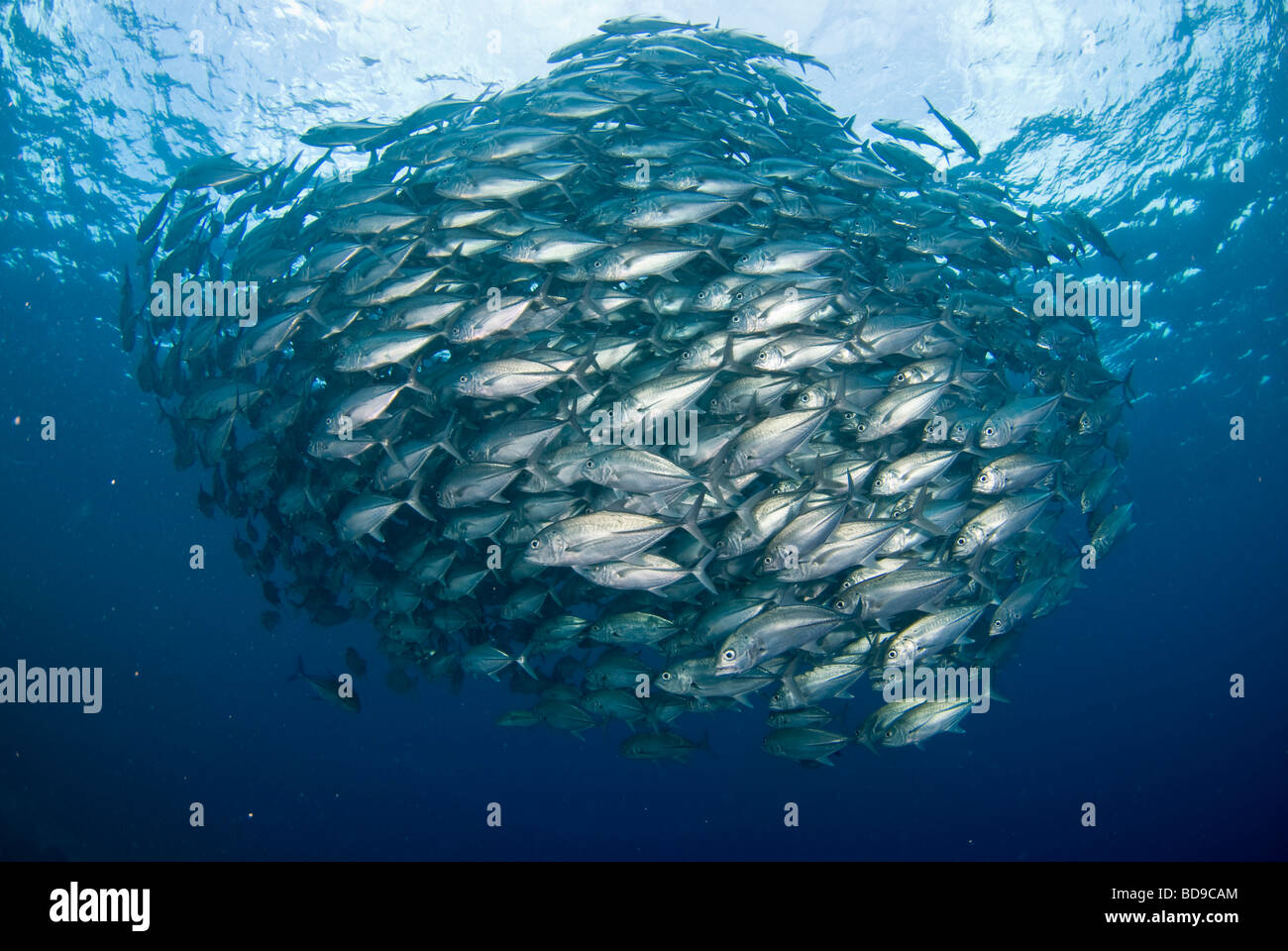 Escolaridad ojo grande jackfish, Tubbataha, Filipinas Foto de stock