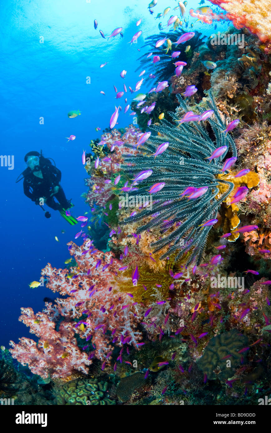 Escolaridad pseudanthias alrededor de coloridos corales blandos, Cabilao, Filipinas Foto de stock