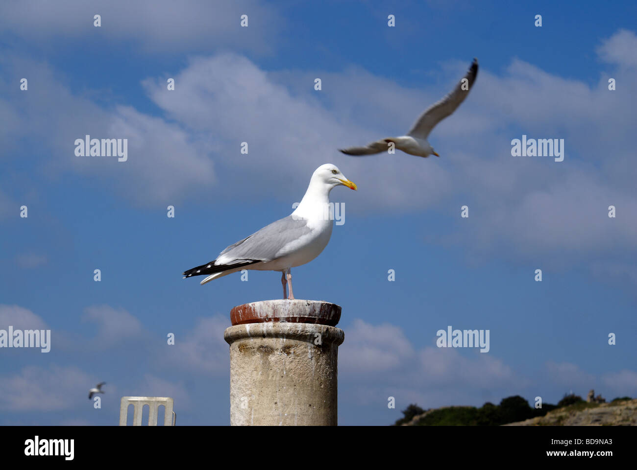 Seagull en Chimney Pot con Hastings Castillo en la gaviota argéntea de fondo Foto de stock