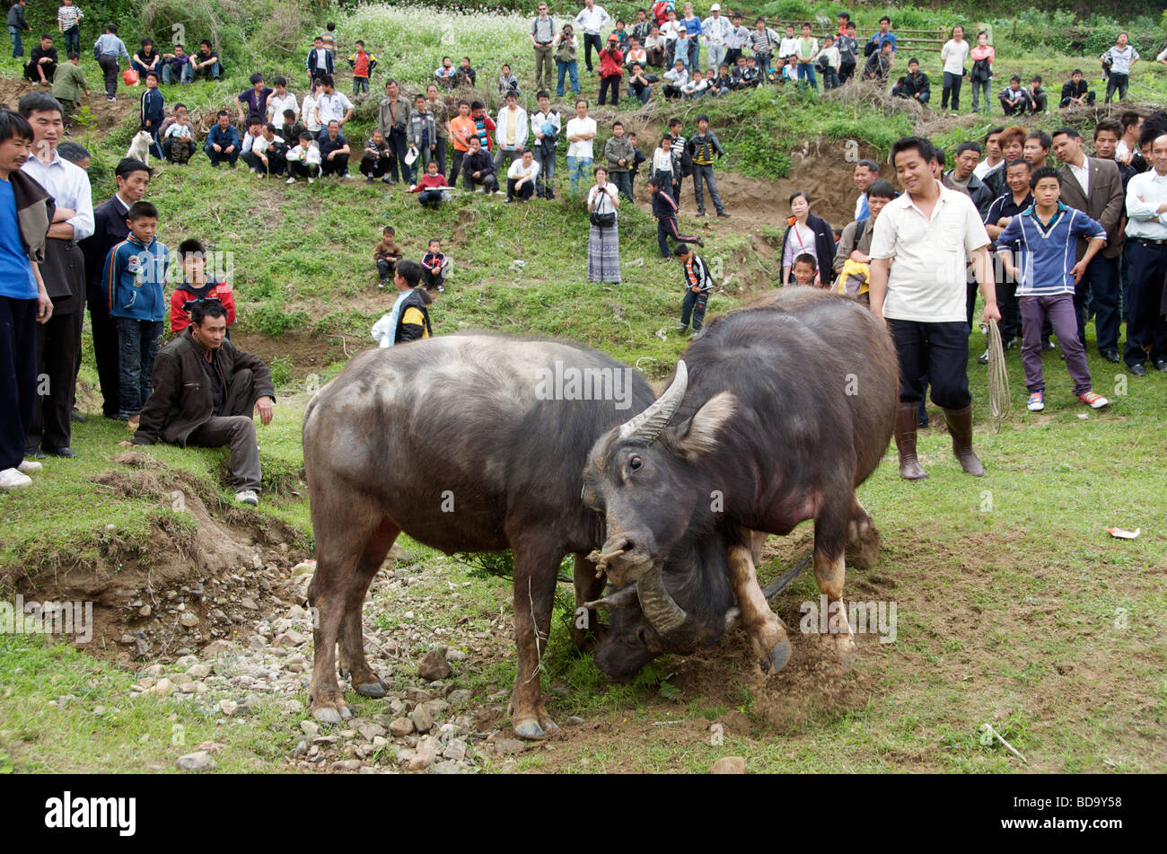 Buffalo Drum Festival Shidong combates en la provincia de Guizhou en China Foto de stock