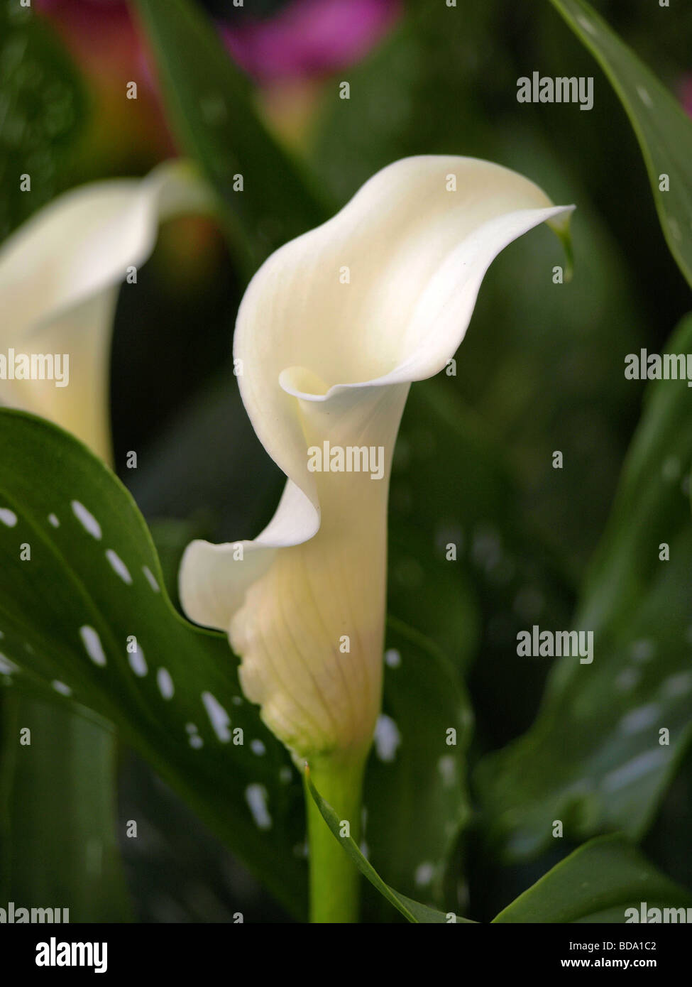 Flores de Lirio Cala blanca Fotografía de stock - Alamy