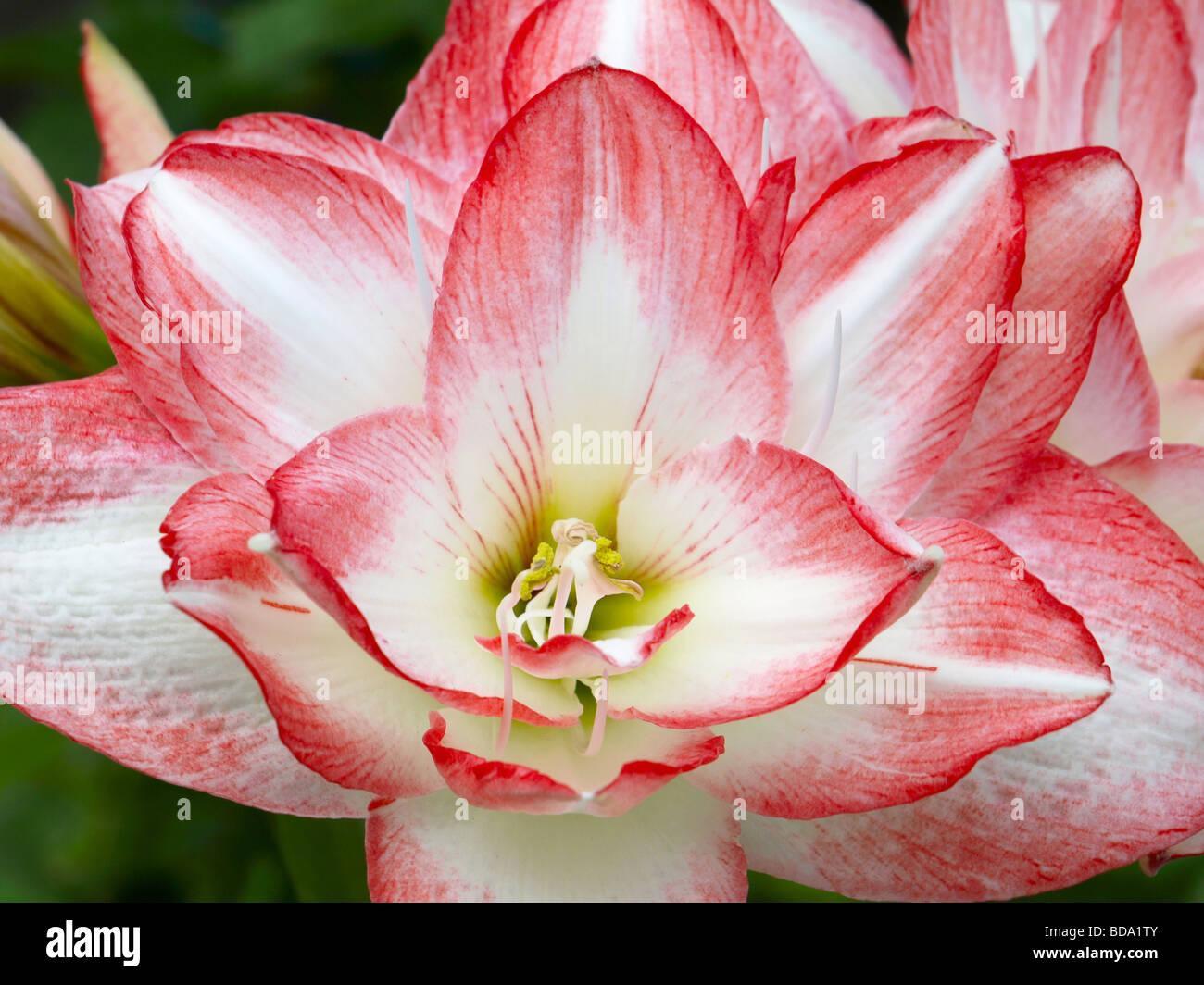 Flor de amaryllis rosa fotografías e imágenes de alta resolución - Alamy