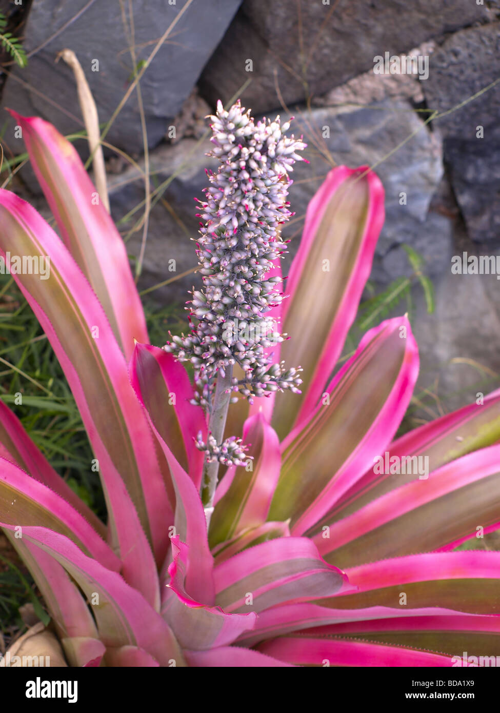 Planta bromelia rosa y flor en flor Fotografía de stock - Alamy