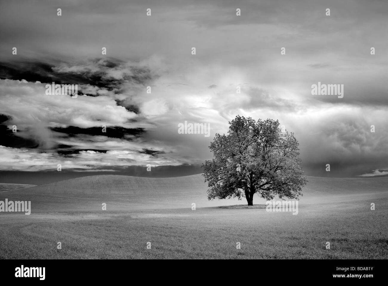 Lone Tree y nubes en campo de trigo El Palouse Washington Foto de stock