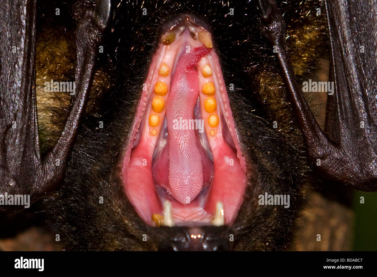El Zorro Volador de cabeza gris Pteropus poliocephalus Fruit Bat bostezo boca dientes Foto de stock