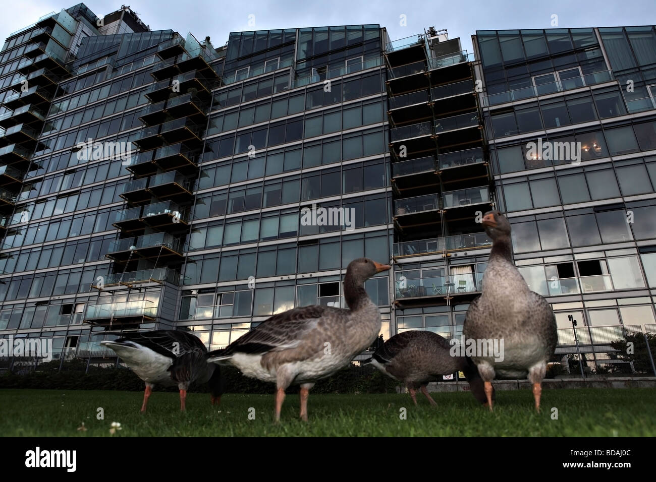 Patos pastan libremente en frente de un moderno edificio en la cercanía del río Támesis. Foto de stock