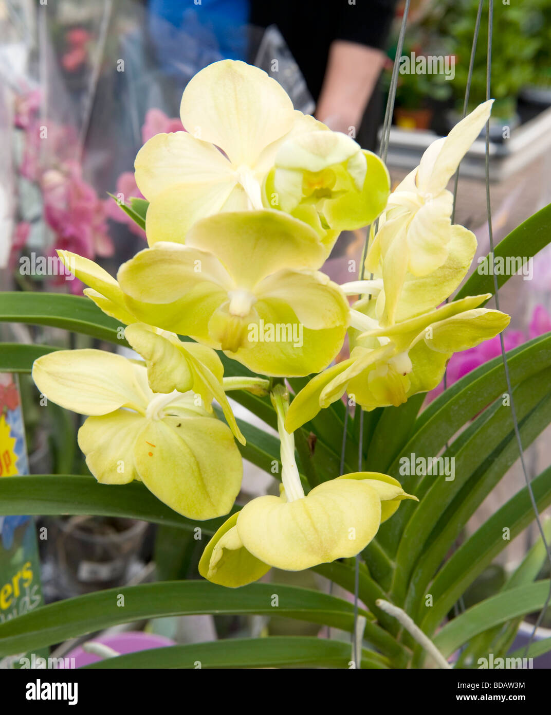 Orquídea Vanda. Flores de color amarillo pálido con manchas blancas de la  familia de Vanda Fotografía de stock - Alamy