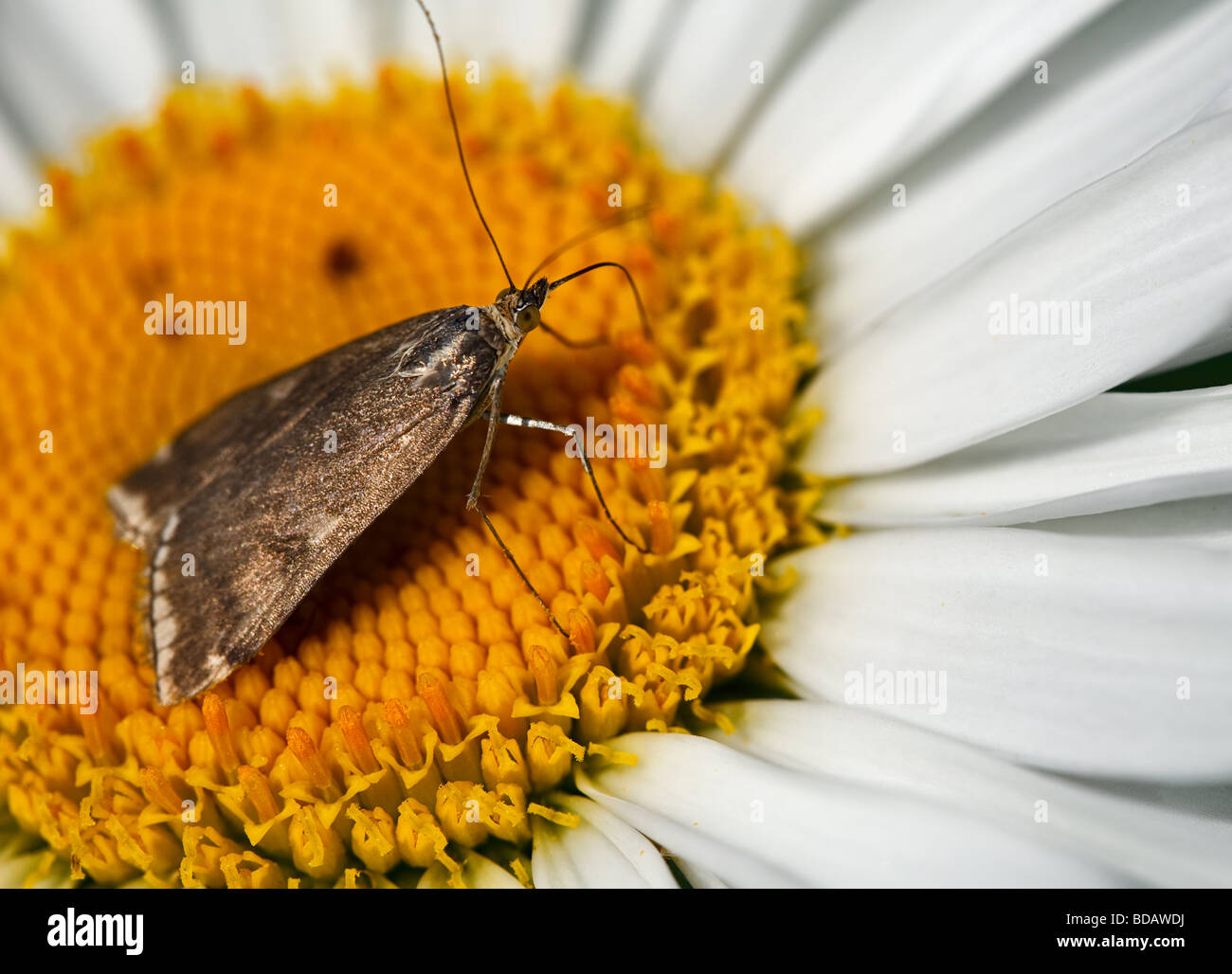 Mariposa sobre un gran jardín daisy comiendo néctar Foto de stock