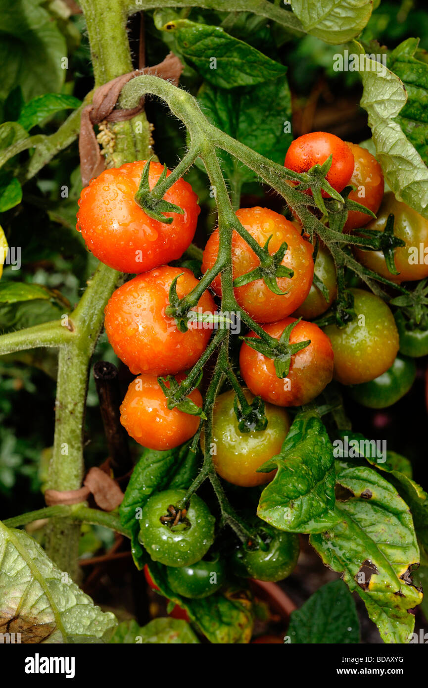 Jardineros delicia tomates cultivados en casa Foto de stock